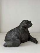 Grey seal