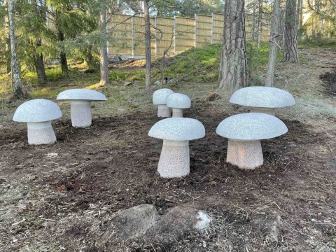 Boletus Edulis